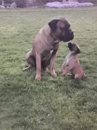 Volný jeden pejsek Cane corso