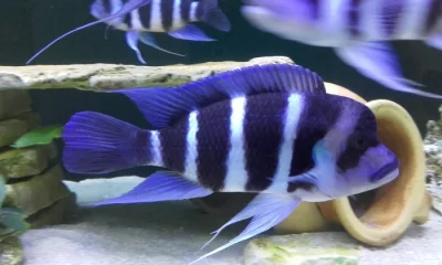 Tanganyika