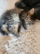 Mainska myvali kotatka s britskou kočičkou