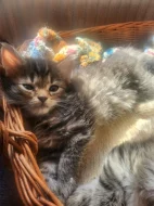 Mainska myvali kotatka s britskou kočičkou