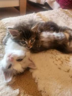 Mainska myvali kotatka s britskou kočičkou