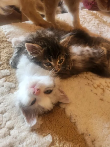 Mainska myvali kotatka s britskou kočičkou