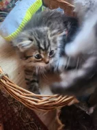 Mainska myvali kotatka s britskou kočičkou