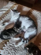 Mainska myvali kotatka s britskou kočičkou