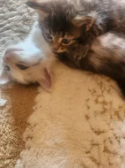 Mainska myvali kotatka s britskou kočičkou