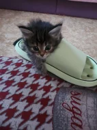 Mainska myvali kotatka s britskou kočičkou