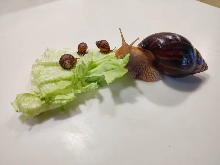 Daruji Africké šneky - Achatina Immaculata