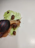 Daruji Africké šneky - Achatina Immaculata