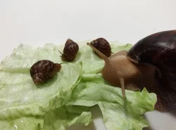 Daruji Africké šneky - Achatina Immaculata