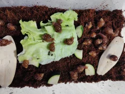 Daruji Africké šneky - Achatina Immaculata