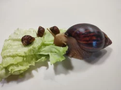 Daruji Africké šneky - Achatina Immaculata