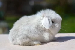 Nabídka králíčků