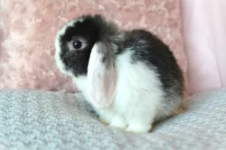 Nabídka králíčků