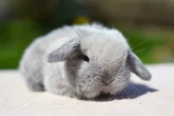 Nabídka králíčků