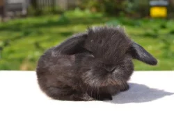 Nabídka králíčků