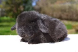 Nabídka králíčků