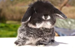 Nabídka králíčků