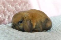 Nabídka králíčků