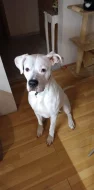Argentinská doga