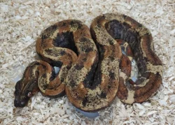 Boa imperator- IMG Aztec, IMG VPI Sunglow, VPI Sunglow Aztec