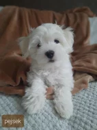 Maltezký psík