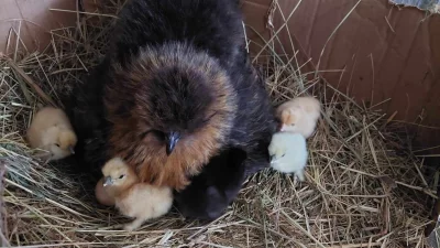 Hedvabničky NV a slipku s kohoutem, Cemani NV