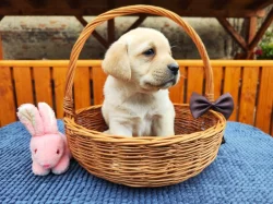 Nabídka  štěněte labradorského retrievera