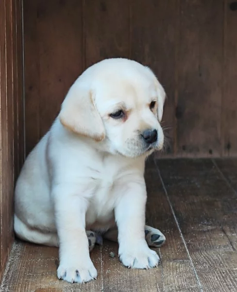 Nabídka  štěněte labradorského retrievera