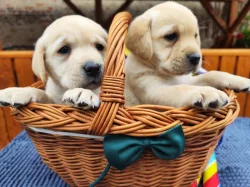 Nabídka  štěněte labradorského retrievera