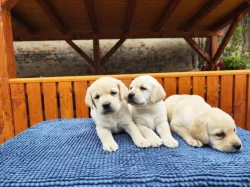 Nabídka  štěněte labradorského retrievera