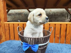 Nabídka  štěněte labradorského retrievera