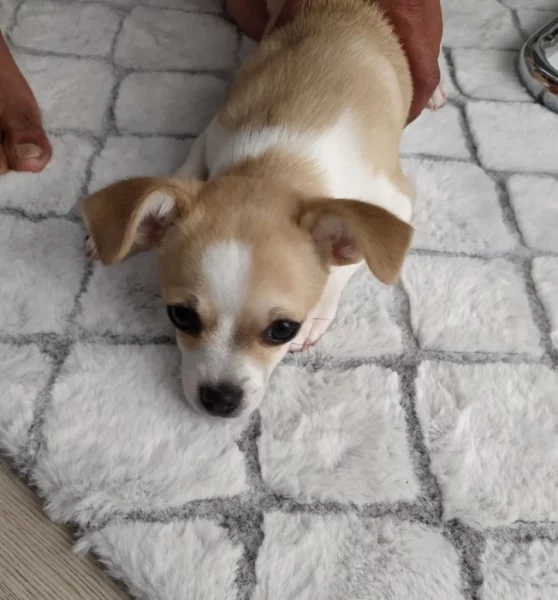 Prodám štěně čivava bez pp