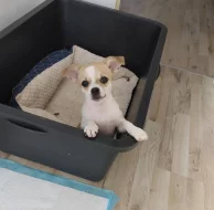 Prodám štěně čivava bez pp