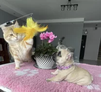 Francouzský buldoček