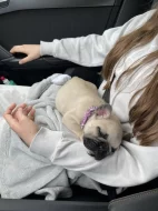 Francouzský buldoček