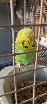 Daruji zelenou andulku