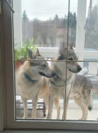 Československý vlčák - štěňata s PP