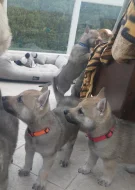 Československý vlčák - štěňata s PP