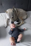 Československý vlčák - štěňata s PP