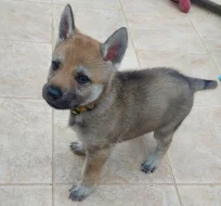 Československý vlčák - štěňata s PP