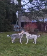 Československý vlčák - štěňata s PP