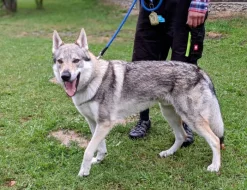 Československý vlčák - štěňata s PP