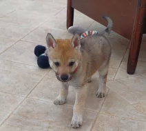 Československý vlčák - štěňata s PP