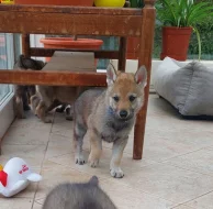 Československý vlčák - štěňata s PP