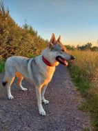 Československý vlčák - štěňata s PP