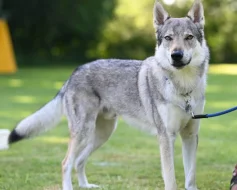 Československý vlčák - štěňata s PP