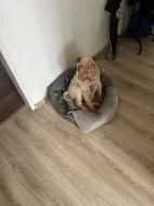 Štěně 7 měsíců sharpej