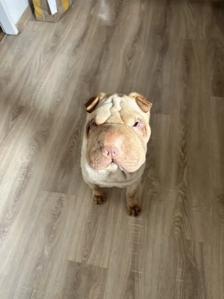 Štěně 7 měsíců sharpej