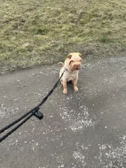 Štěně 7 měsíců sharpej