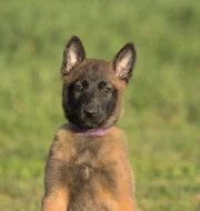 Prodám štěně BO Malinois PP